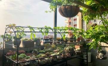 夏天多肉怎么遮阳最好 这样可以吗 图片