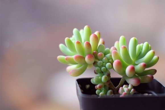 夏天活得最好的多肉是什么品种呢