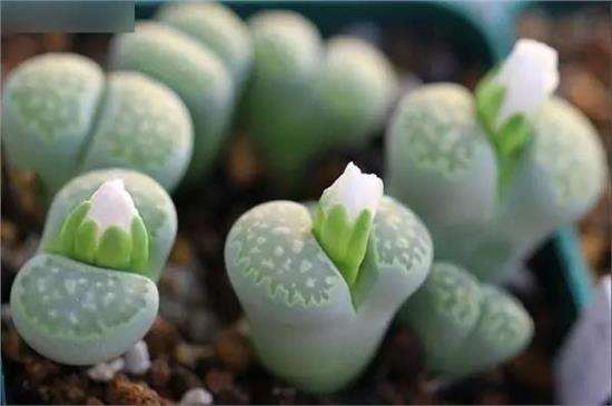 夏天活得最好的多肉是什么品种呢
