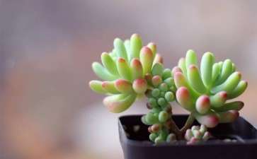 夏天活得最好的多肉是什么品种呢