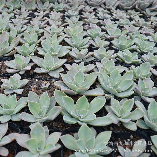 夏天种多肉成活率高吗