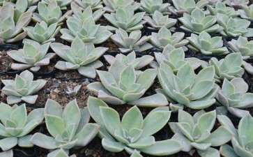 夏天种多肉成活率高吗 图片