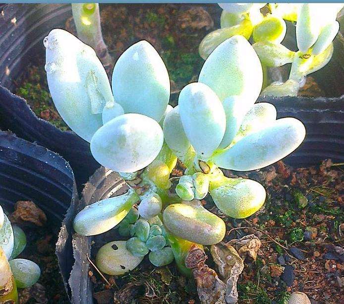 气温多少度最适合多肉播种