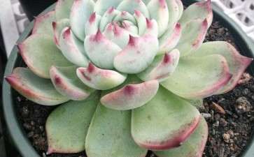 夏天怎么在楼顶露养多肉的方法