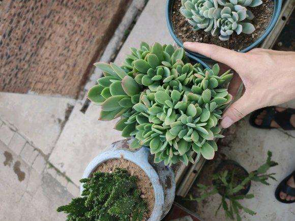 夏天多肉长得太快