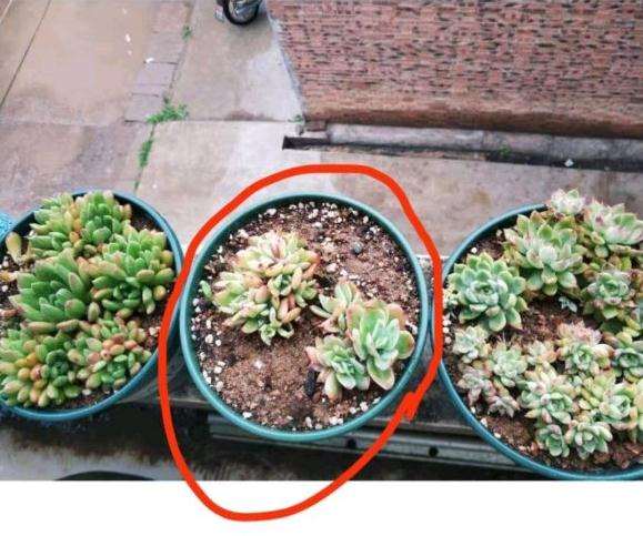 夏天多肉长得太快