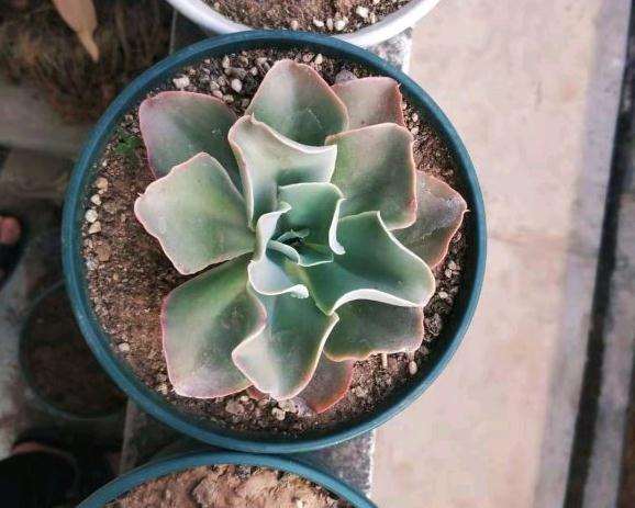 夏天多肉长得太快