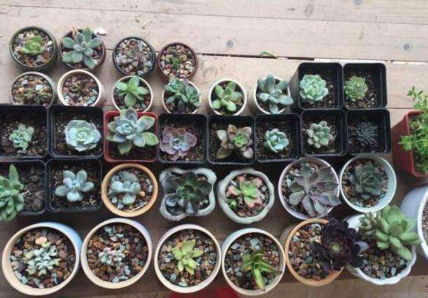 夏季多肉可以淋雨吗