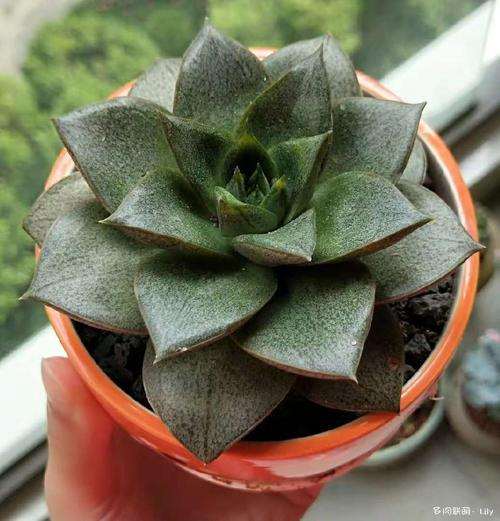 为什么多肉淋雨后 赶紧通风