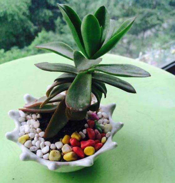 为什么多肉淋雨后 赶紧通风