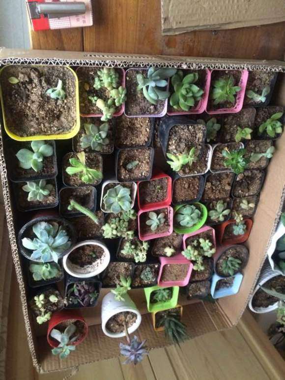 夏季高温 多肉可以淋雨吗