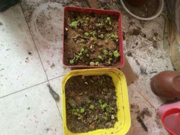 夏季高温 多肉可以淋雨吗