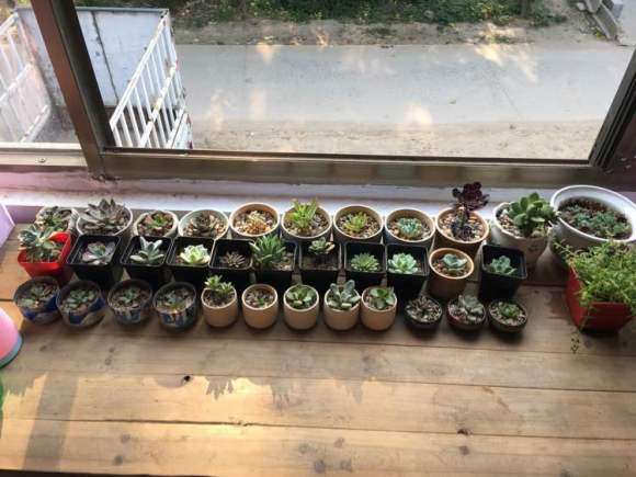 夏季高温 多肉可以淋雨吗