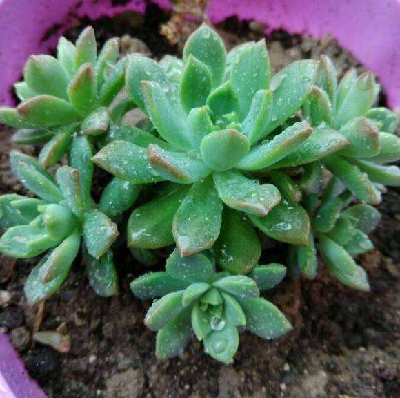 为什么多肉淋雨后 一定要通风