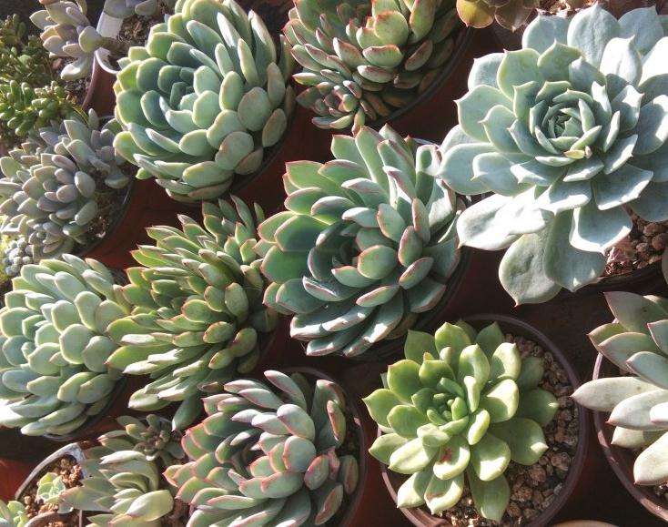 郑州 今天多肉淋雨一天了