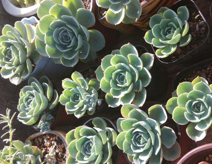 郑州 今天多肉淋雨一天了