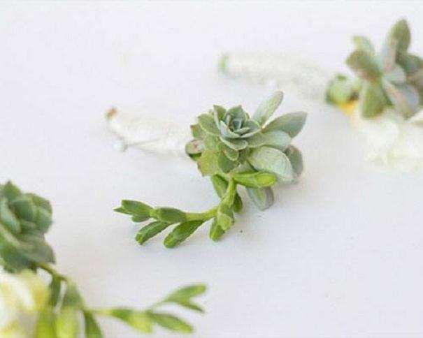 为什么多肉叶子起皱了