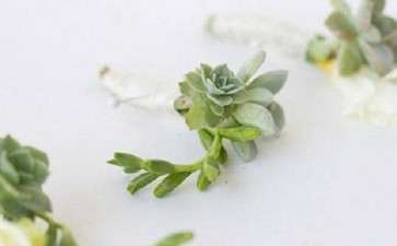 为什么多肉叶子起皱了 就该浇水