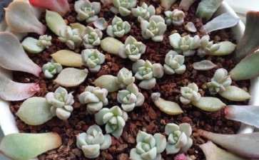 夏季不休眠多肉有哪些 图片