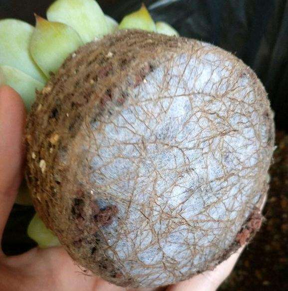 为什么多肉熬过了夏天却死在了秋天