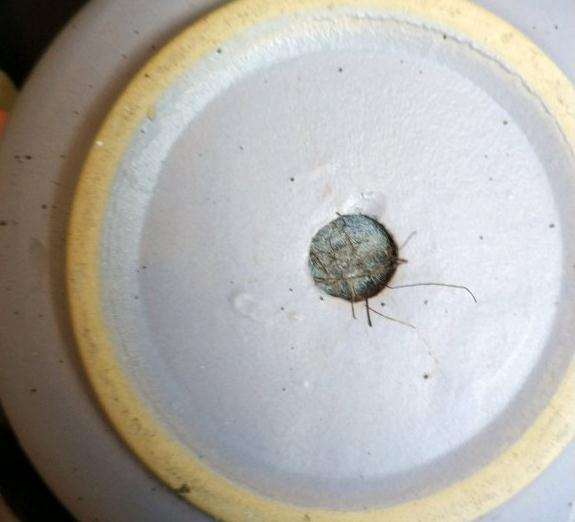 为什么多肉熬过了夏天却死在了秋天