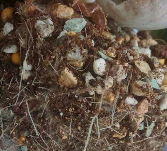 为什么多肉熬过了夏天却死在了秋天