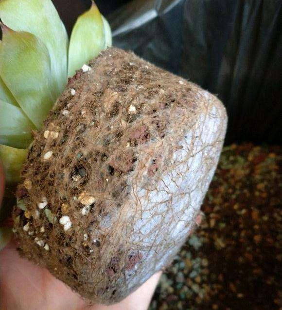 为什么多肉熬过了夏天却死在了秋天