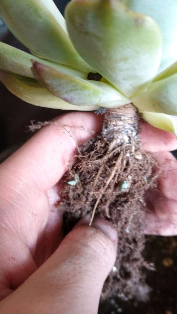 多肉有介壳虫怎么处理最好