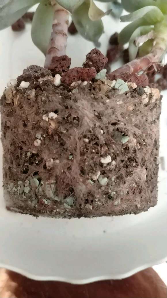 多肉有介壳虫怎么处理最好