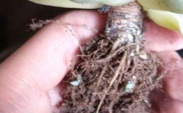 多肉有介壳虫怎么处理最好 图片