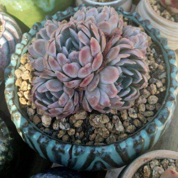 夏天多肉怎么修根上盆的方法