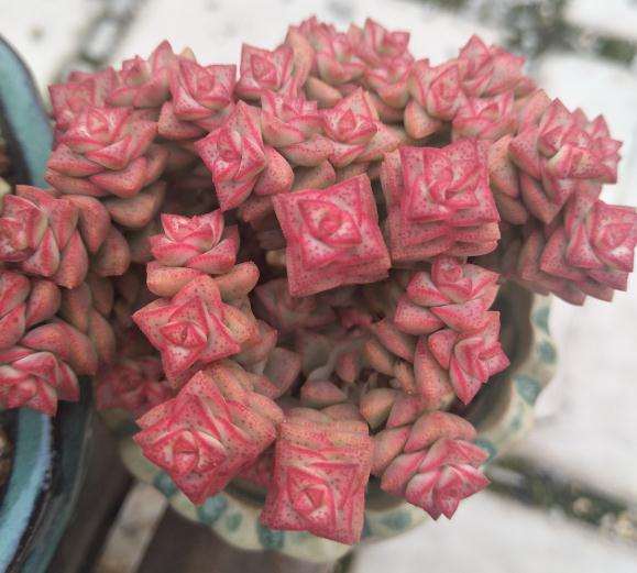 夏天多肉怎么修根上盆的方法