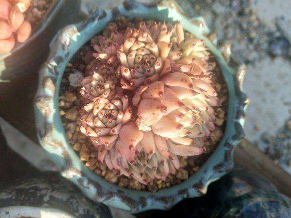 夏天多肉怎么修根上盆的方法