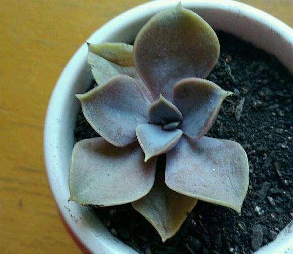 为什么多肉生小白根