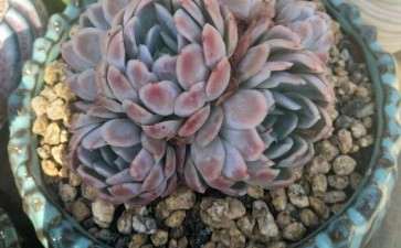 为什么多肉生小白根 就服盆完了