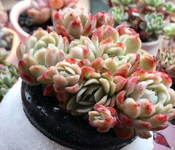 夏季室内多肉上盆3天也可以浇透吗