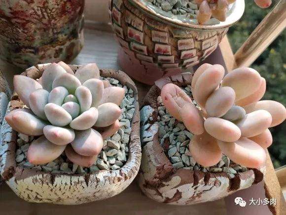 多肉度夏怎么控水和避免暴晒的方法