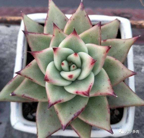 夏天多肉怎么浇水的4个注意事项