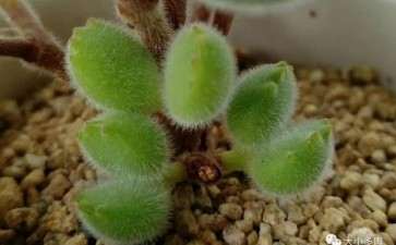 夏天多肉怎么浇水的4个注意事项