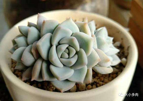 多肉夏天浇水怎么控养控水的方法