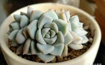 多肉夏天浇水怎么控养控水的方法