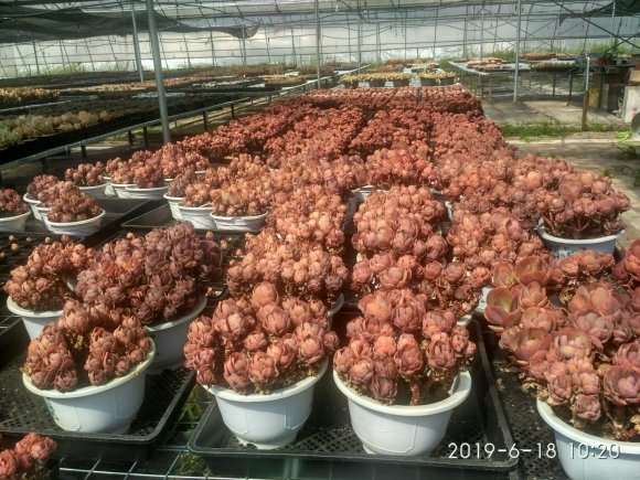 夏季多肉怎么浇水