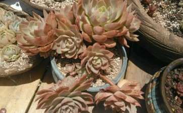 夏季多肉怎么浇水有哪3个方面 图片