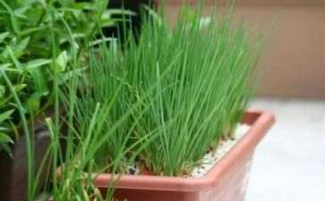 家庭香葱盆栽的技术研究