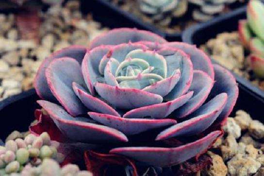 为什么都说多肉夏天不长