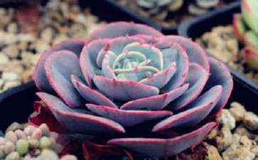 为什么都说多肉夏天不长