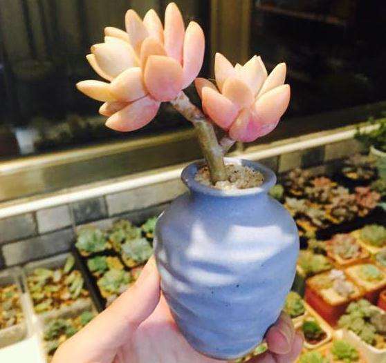 哪些多肉是夏型种 适合夏天的 图片