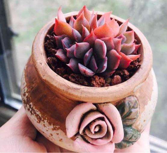 夏型多肉怎么光照的方法 图片