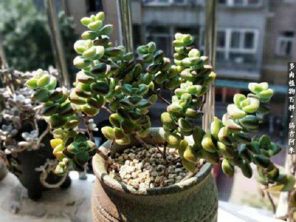 夏型多肉怎么浇水通风的方法