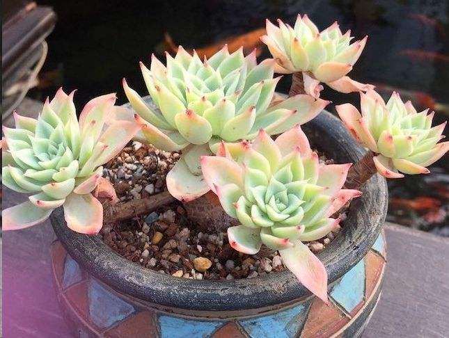 夏型多肉怎么施肥的方法